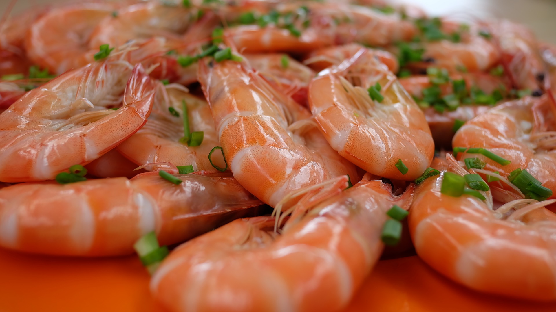 Matosinhos acolhe em setembro primeira edição do festival do Peixe e Marisco