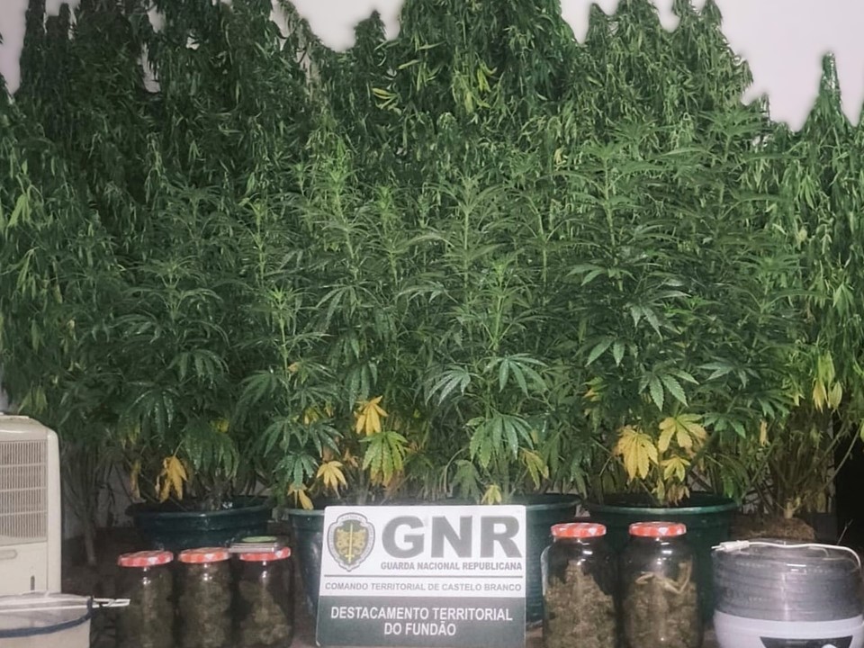 GNR detém sete pessoas por tráfico de droga e cultivo de canábis no Fundão