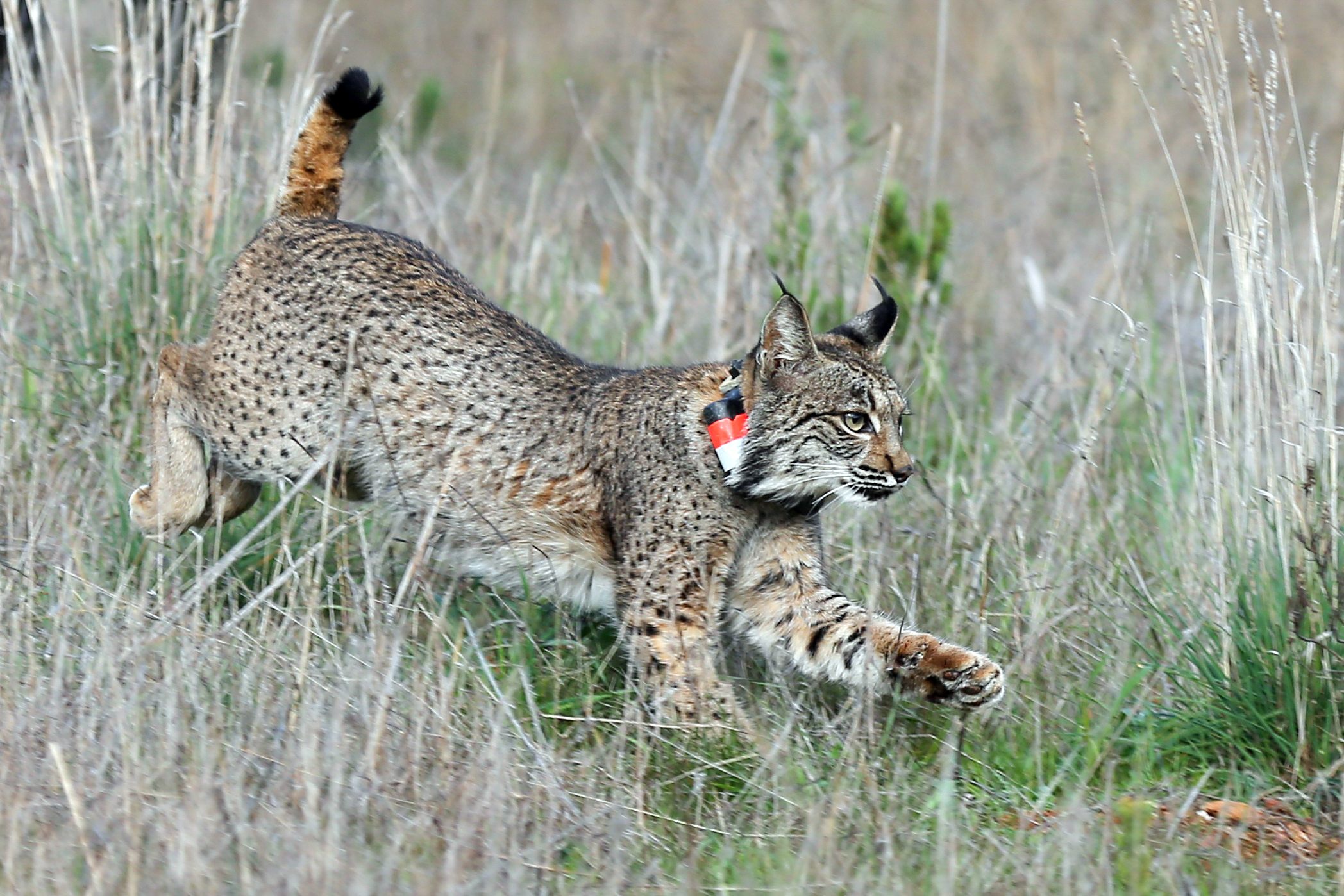 Incêndios. Catorze linces ibéricos retirados em agosto regressaram a Silves