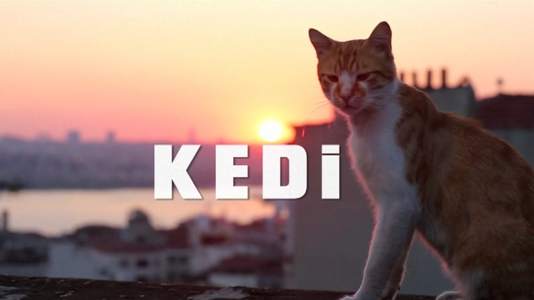 Documentário dá a conhecer Istambul pelo olhar dos gatos