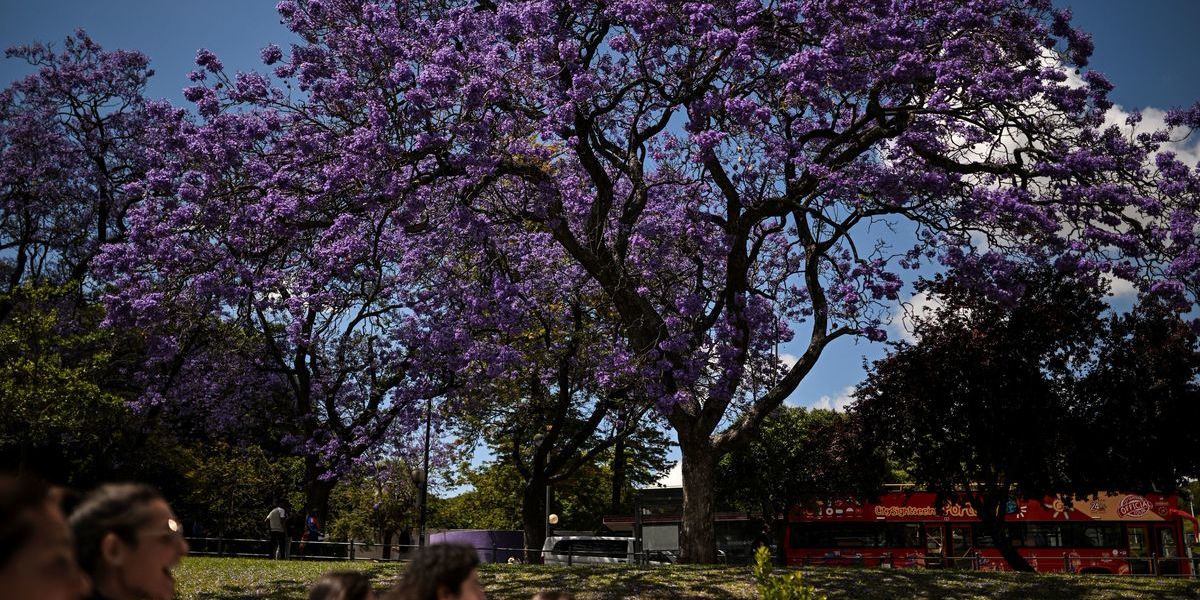 “Estamos a salvar jacarandás”. Câmara de Lisboa reconhece falta de clareza