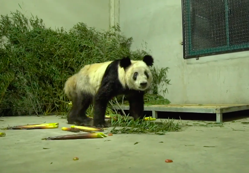 Ya Ya regressou a casa. Uma panda que se tornou símbolo da relação tensa entre EUA e China
