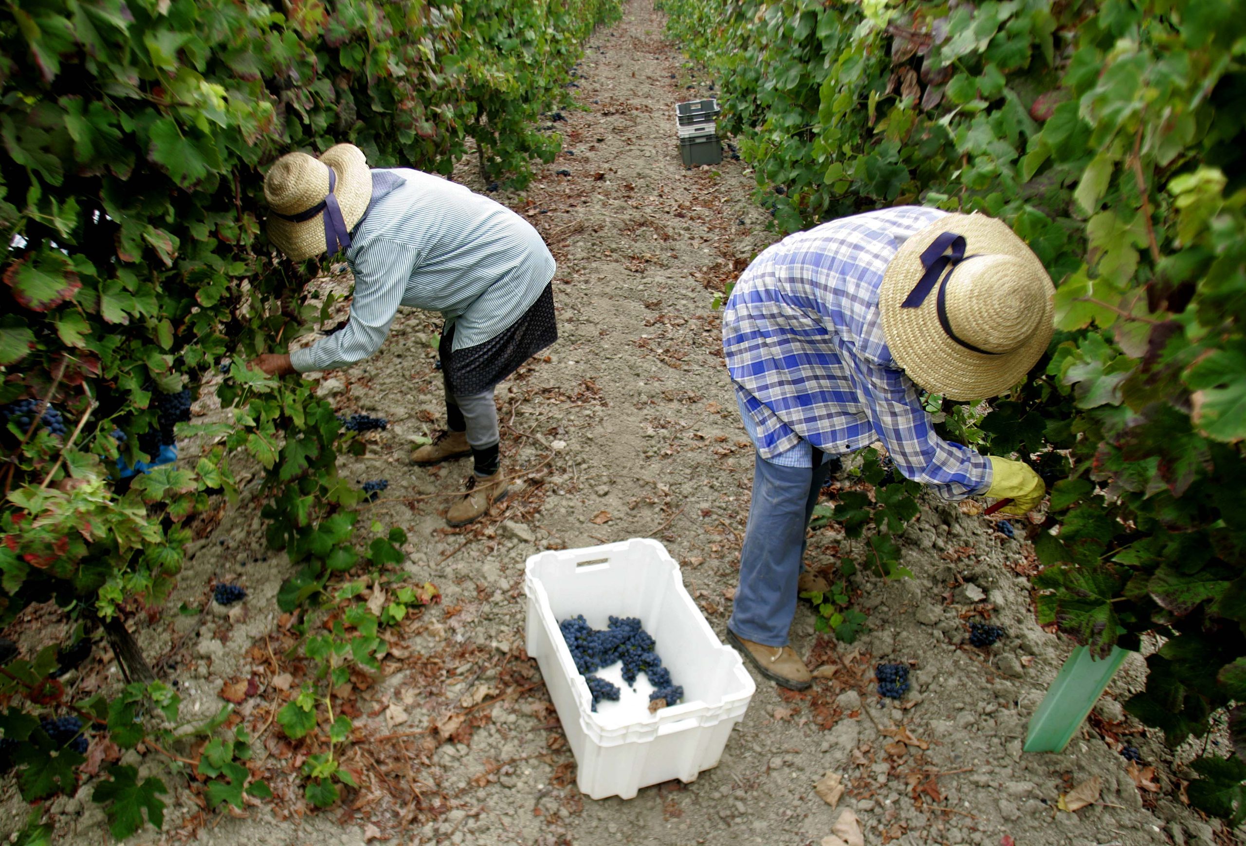 Douro com 4,7 milhões de euros para projetos em quintas e enotecas