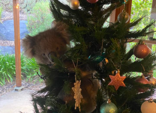 Família australiana encontra koala na árvore de Natal — a tentar comer as folhas de plástico