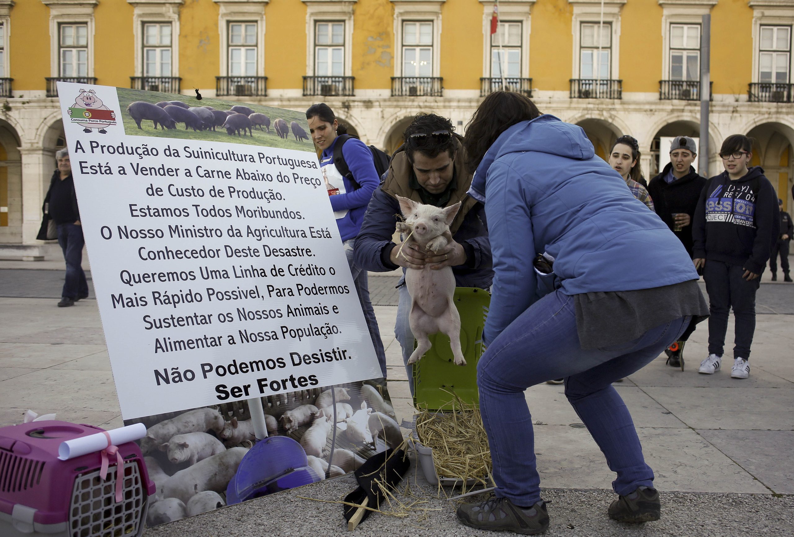 2016: Produtores de leite e suinicultores desesperaram com preços baixos