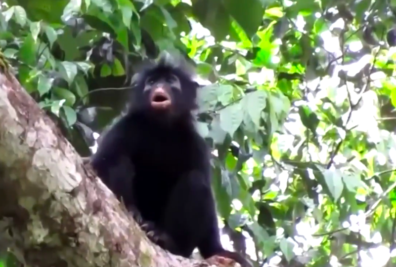 Macaco com lábios cor de laranja descoberto nas florestas da República Democrática do Congo