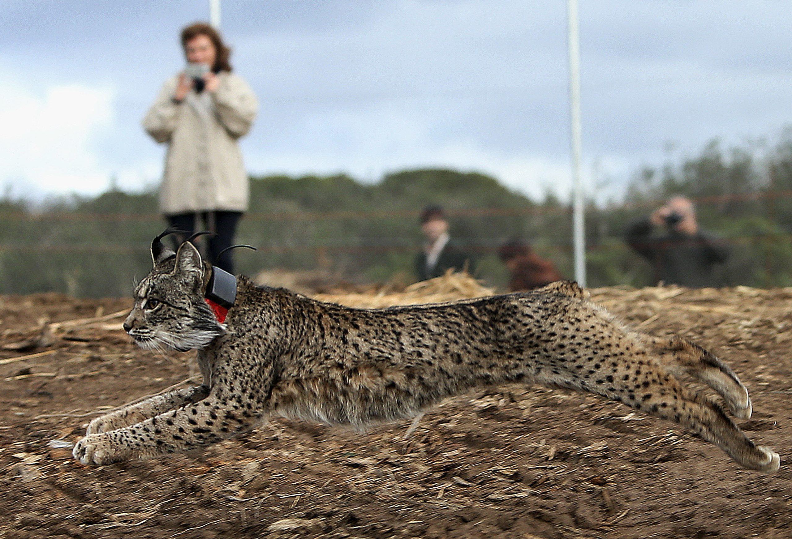 Portugal e Espanha com mais de 1.600 exemplares de lince-ibérico