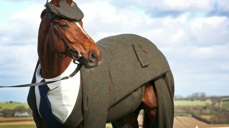 Cavalo veste fato de ‘tweed’ feito por medida