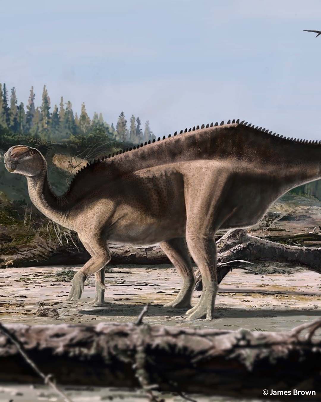 Novo dinossauro descoberto na Ilha de Wight recebe nome em homenagem a velejadora recordista
