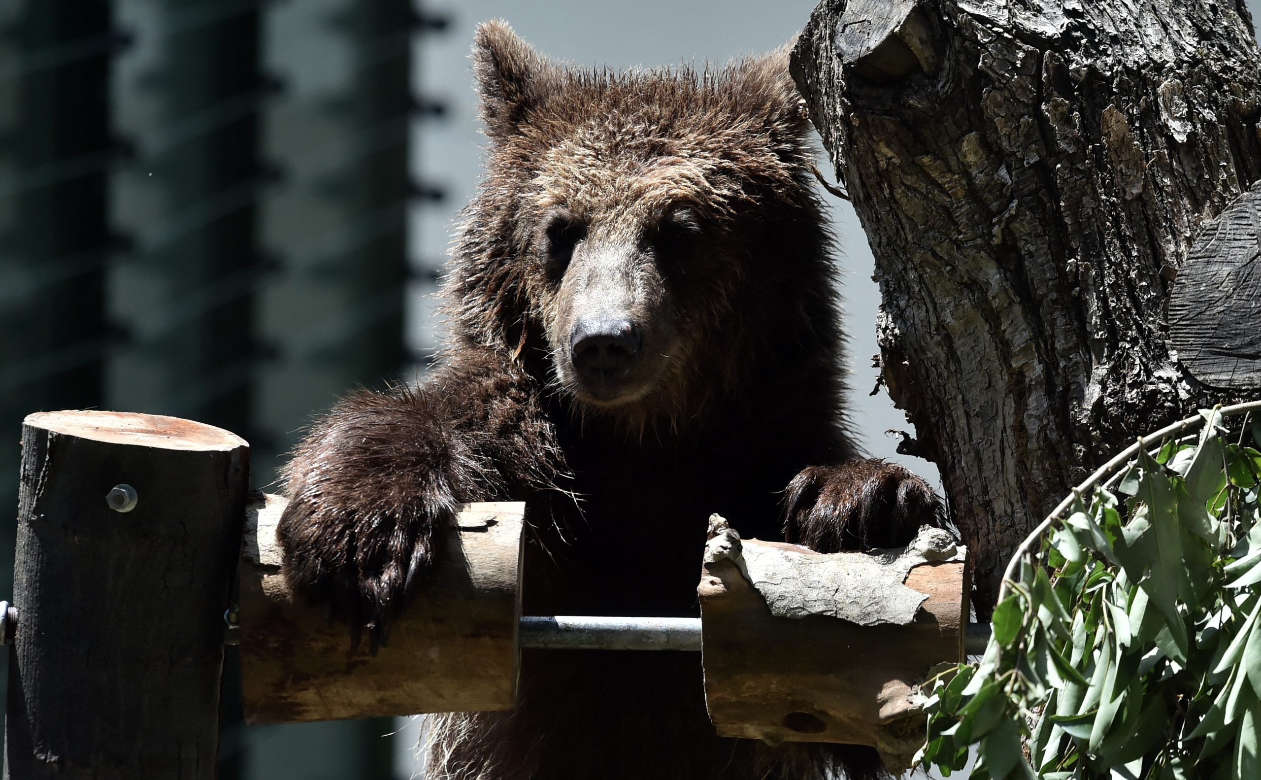 “Conseguia contar cada um dos seus dentes”. Italiana pensou que ia apanhar um ladrão na varanda, mas deu de caras com um urso