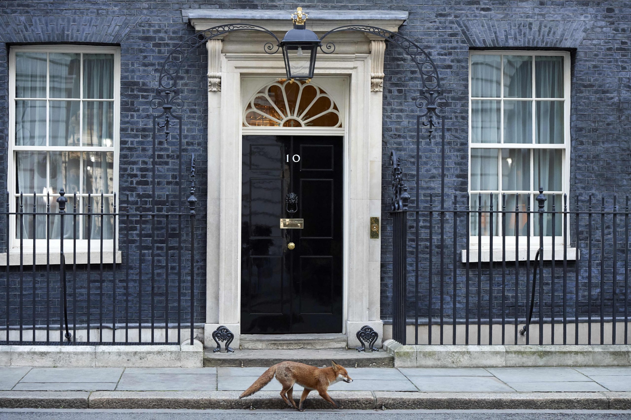 Três anos depois, a polícia acredita ter resolvido caso do “assassino de gatos de Croydon”. Afinal, foram raposas