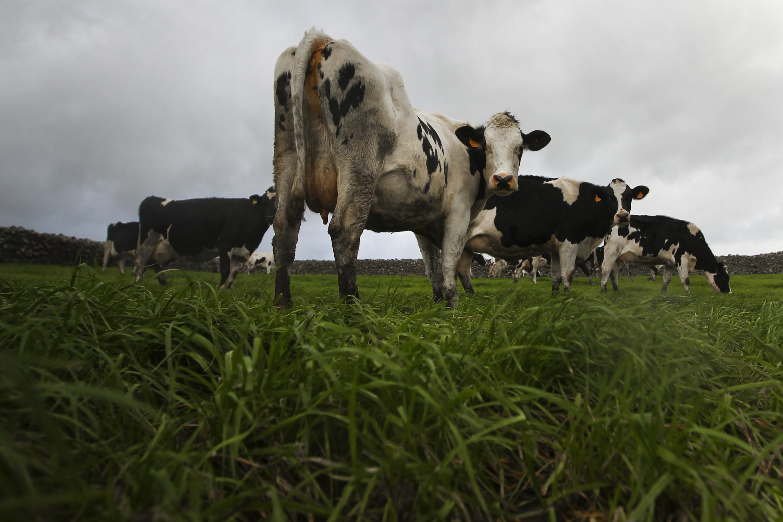 As vacas não estão felizes. Produtores açorianos denunciam falta de água “muito preocupante”