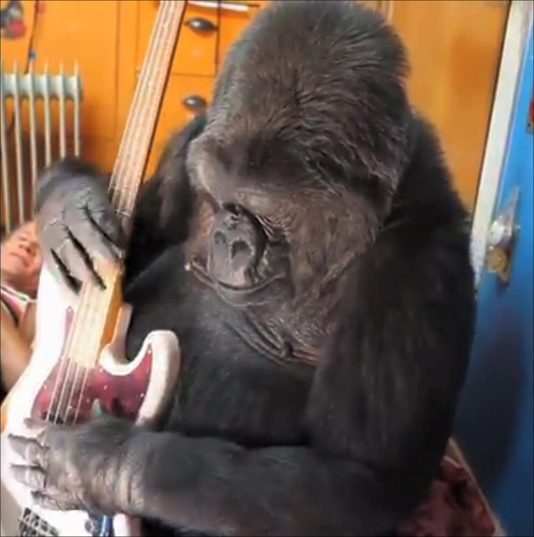 Morreu Koko, a gorila que dominava linguagem gestual