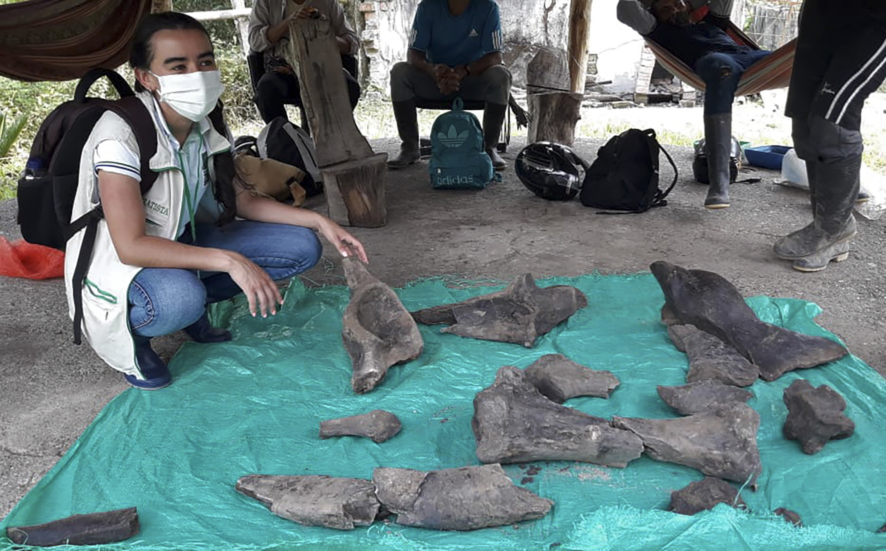 Colômbia: Procuravam ouro, mas acabaram por encontrar fósseis de mastodonte extinto há dez mil anos