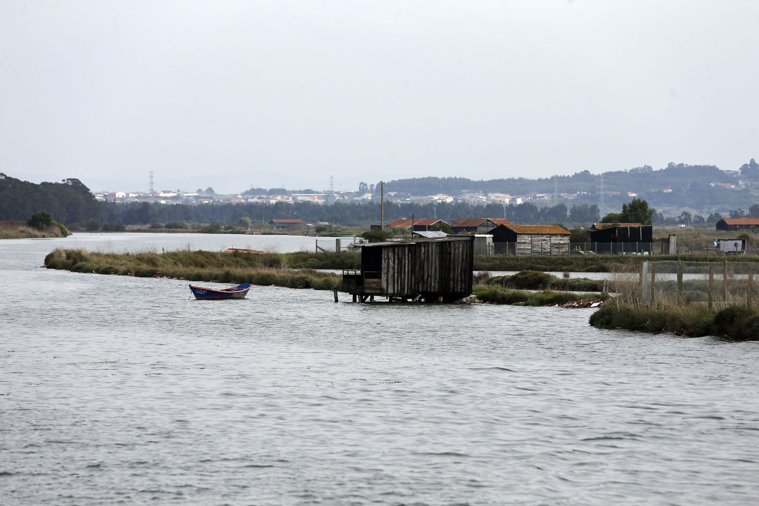 Figueira da Foz quer viabilizar pesca de lampreia no Mondego ‘infestado’ de detritos