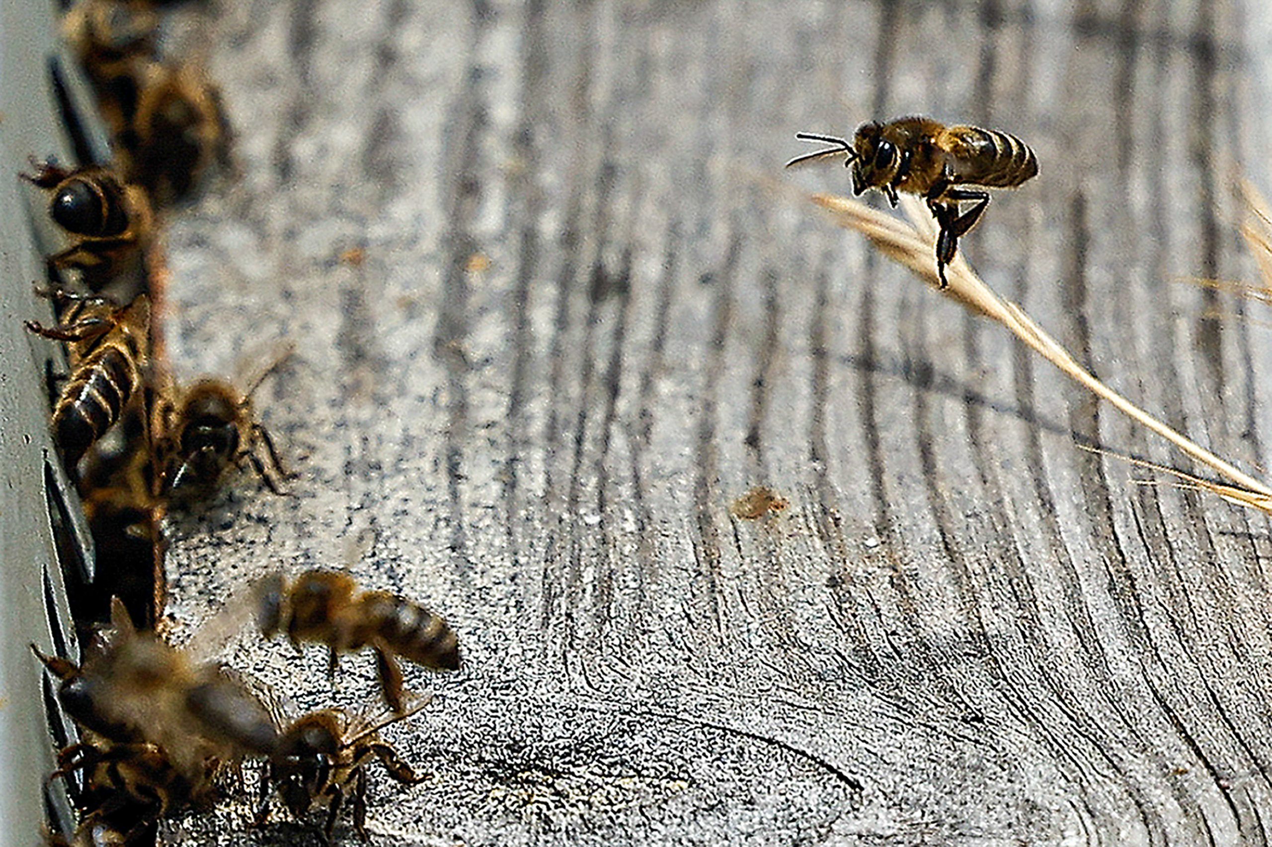 Abelhas com milhares de anos encontradas mumificadas em Portugal