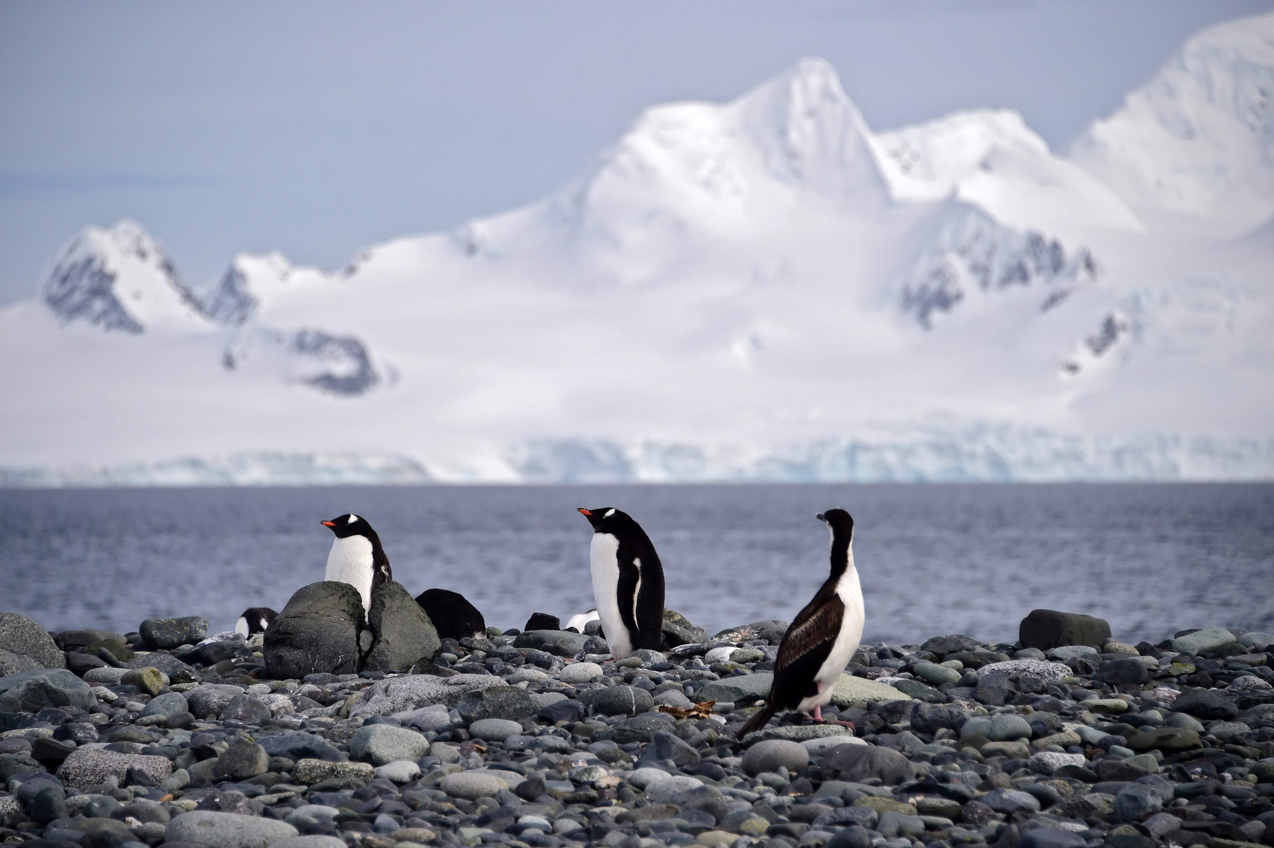 Prémio Gulbenkian para a Humanidade: Antarctic and Southern Ocean Coalition vai receber 1 milhão de euros