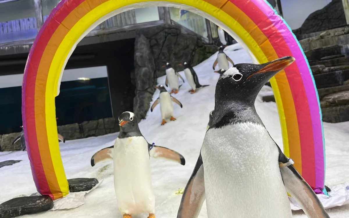 Inédito: no aquário de Sydney, o pinguim Magic despediu-se do parceiro Sphen com um canto que emocionou tudo e todos