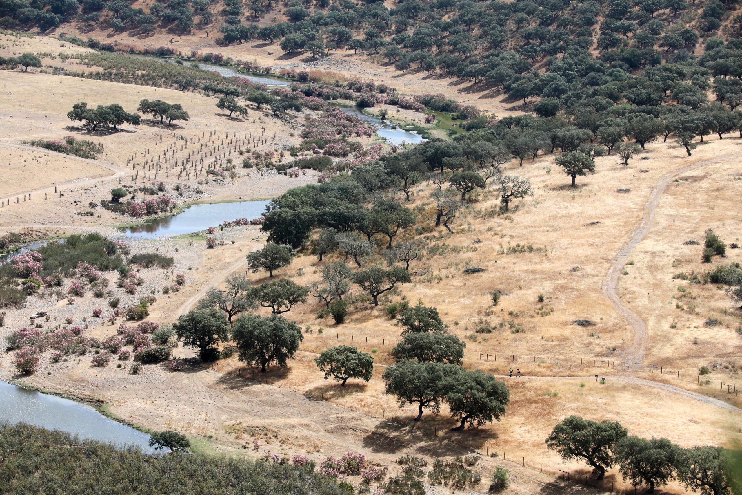 O montado ibérico desafia as alterações climáticas