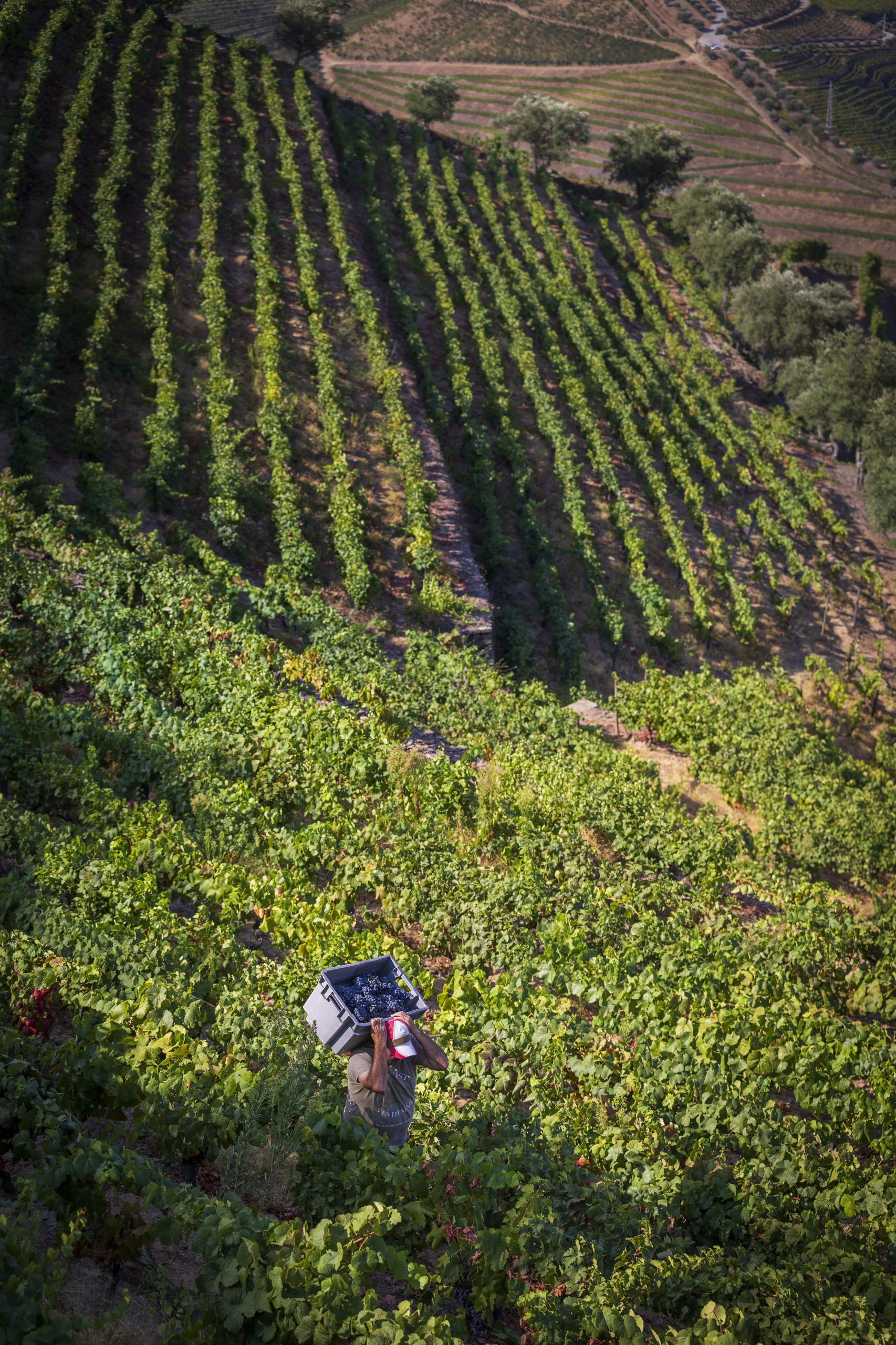 Douro Histórico captou financiamento para 700 projetos e 100 empregos
