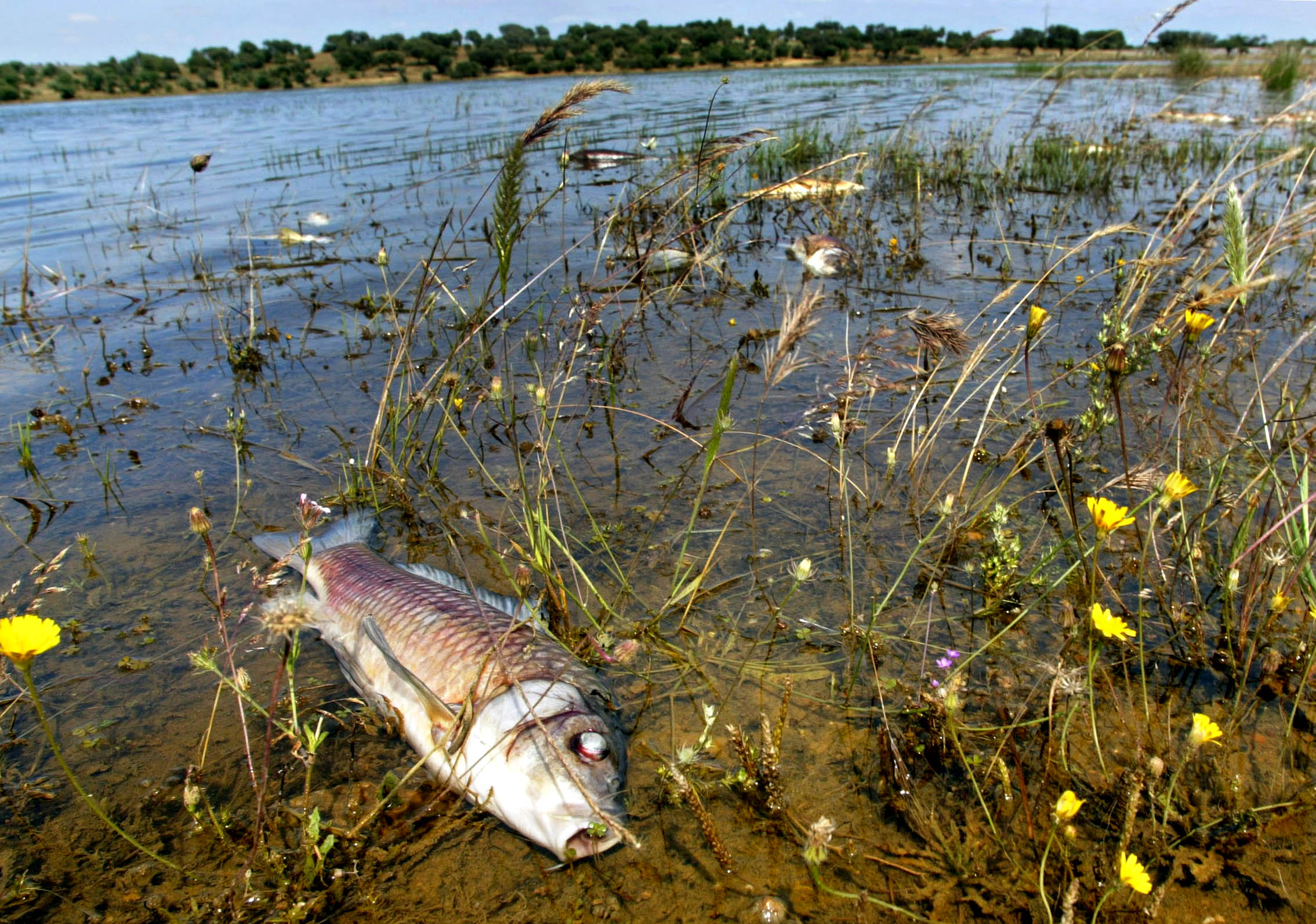 Autarca denuncia descarga poluente no Alviela matou peixes e aves