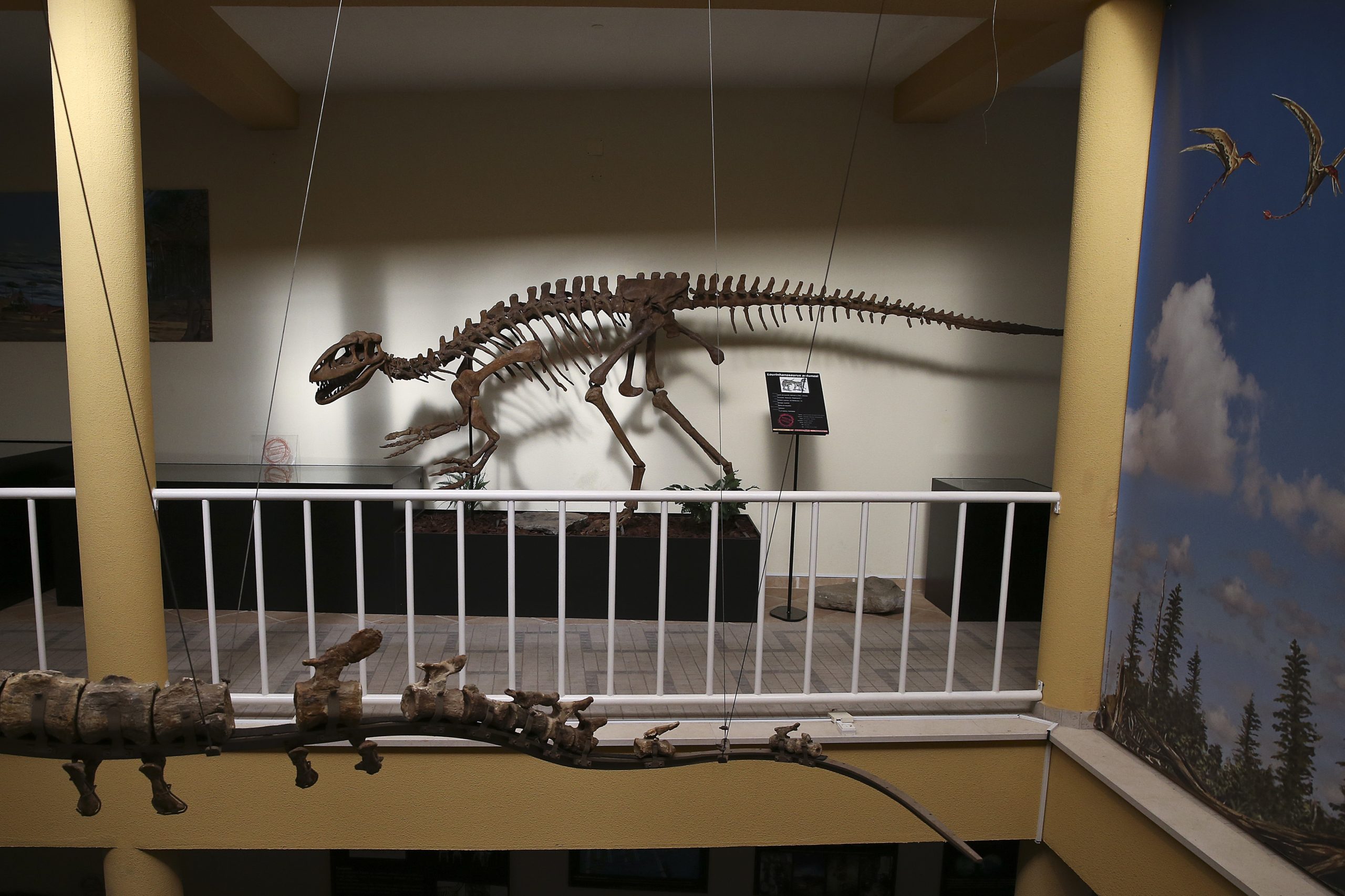 Museu da Lourinhã reabre dia 20, mas em ‘lay-off’ parcial