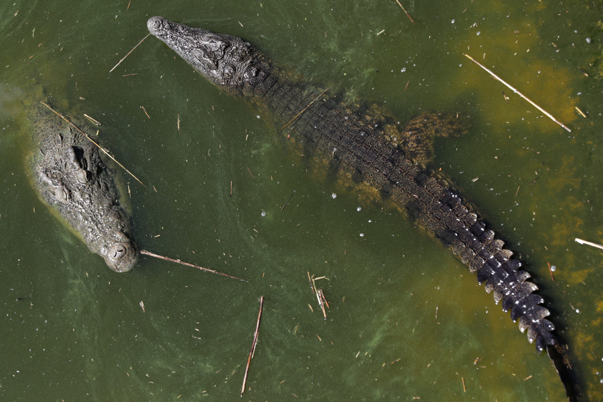 Idoso perseguido por ser “feiticeiro de crocodilos”, depois de animais atacarem várias pessoas em Moçambique