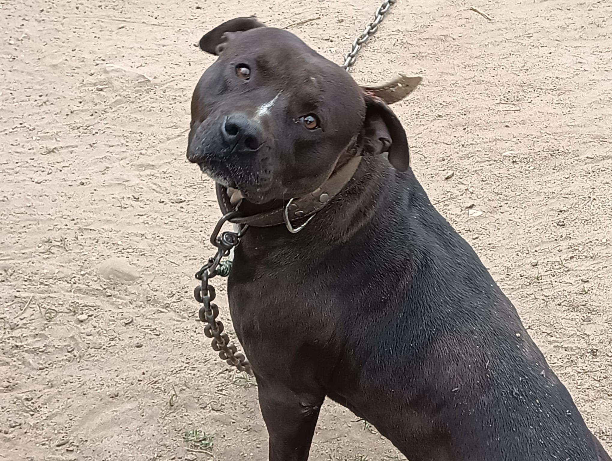 PAN propõe fim de animais permanentemente acorrentados e proibição de coleiras de choque