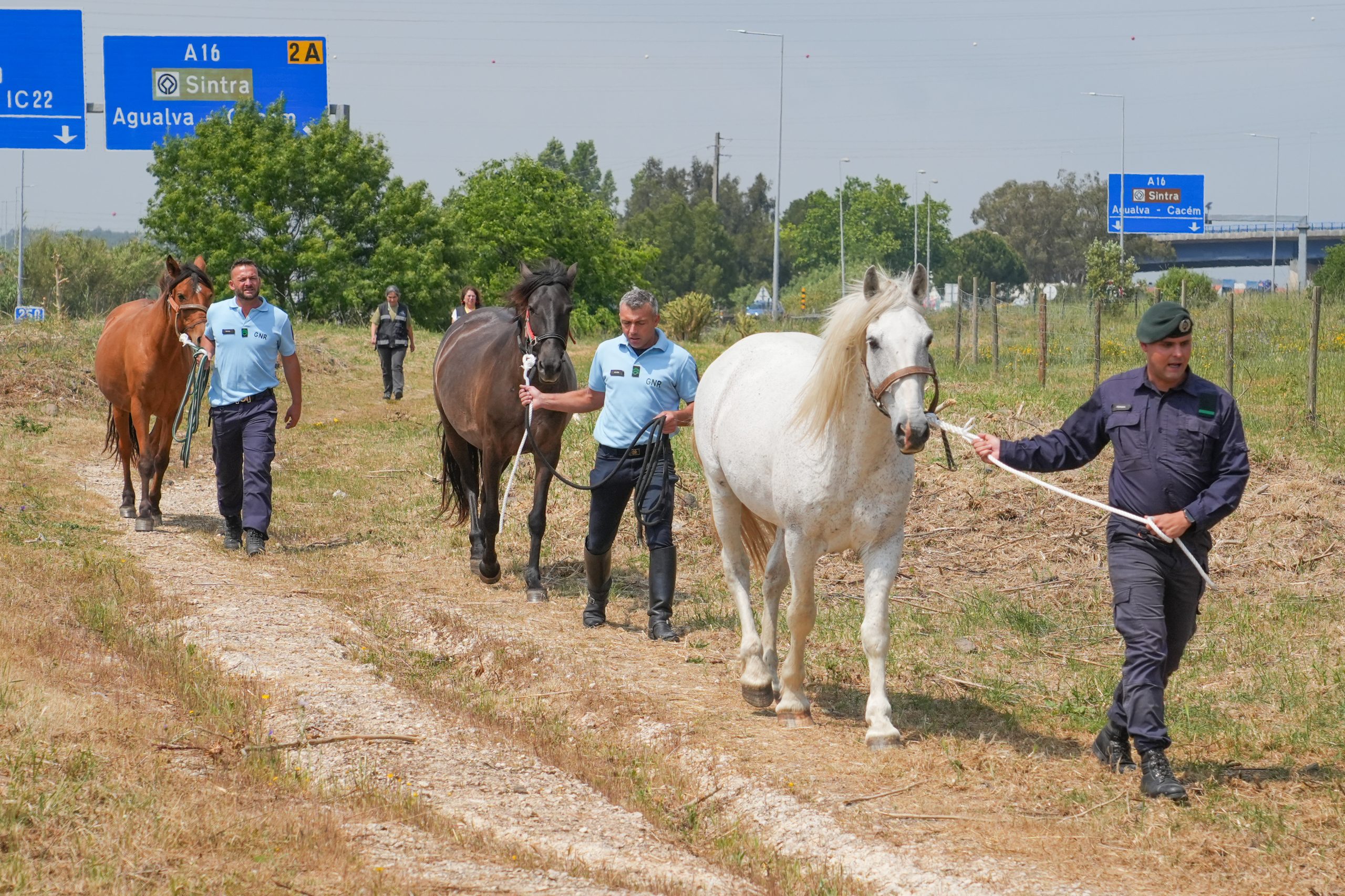 Cavalos abandonados e vítimas de maus-tratos recolhidos em Sintra
