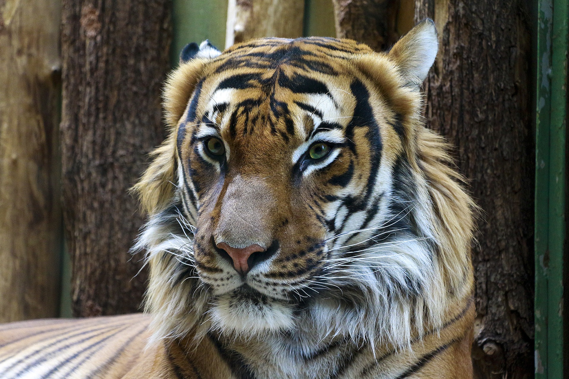Tratadora de tigres é atacada em parque temático na Austrália