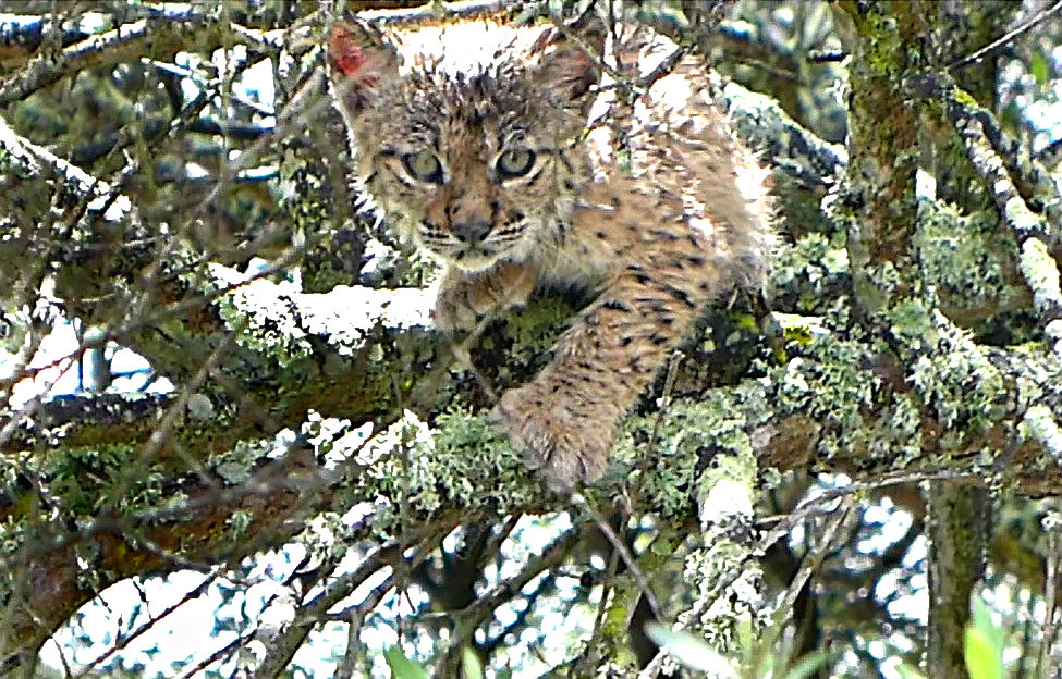 População de lince ibérico no Vale do Guadiana tem dez novas crias confirmadas