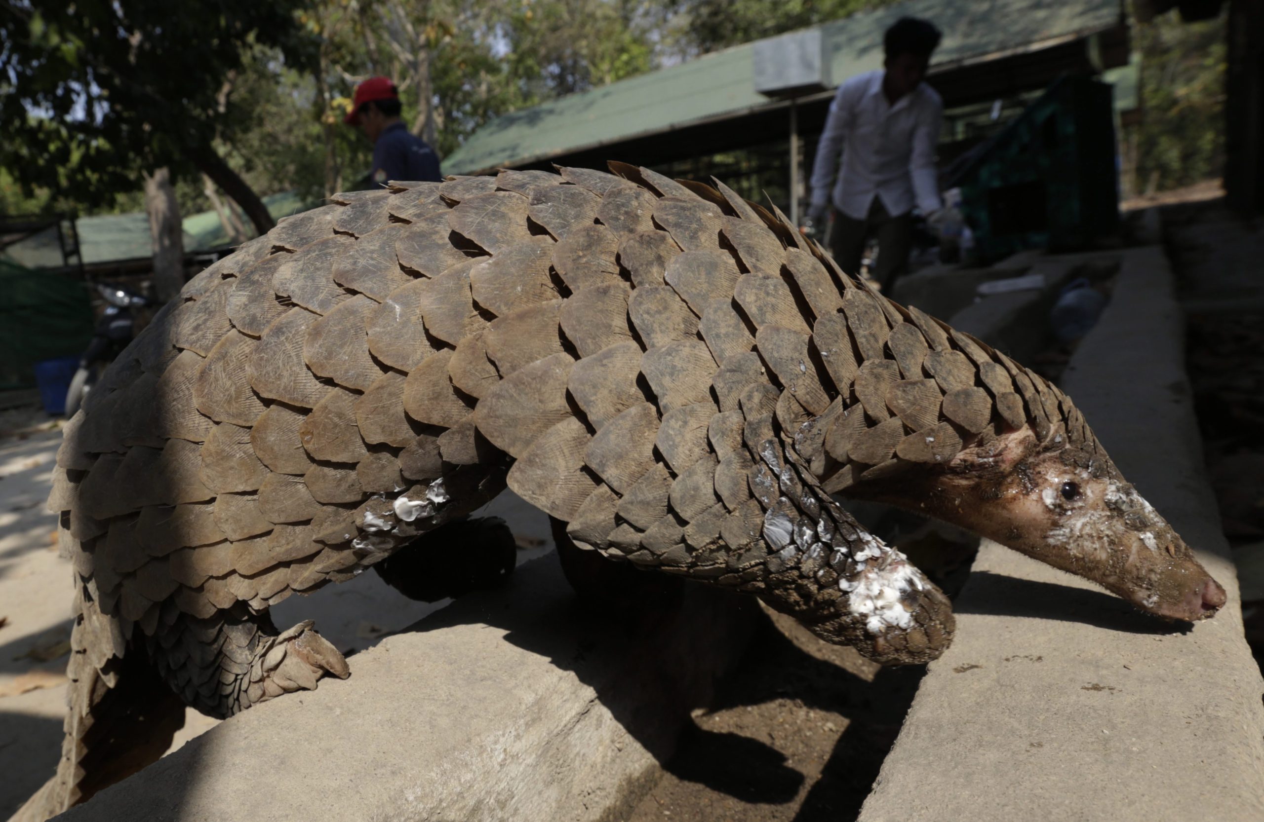Convenção de Espécies Ameaçadas proíbe o comércio de pangolins