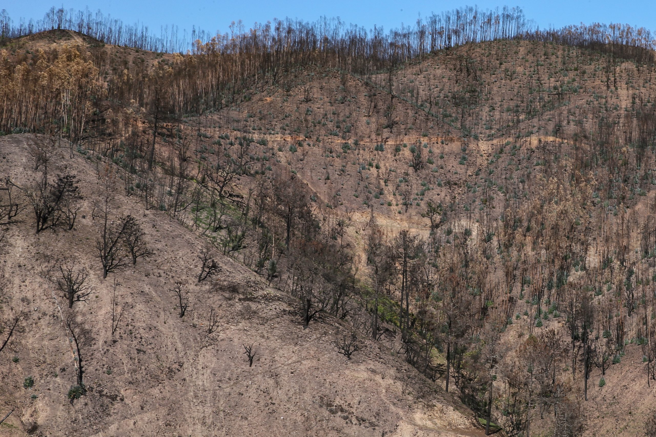 Incêndios: Pedida indemnização de 1,8 milhões de euros a favor do Estado por fogo em Monchique