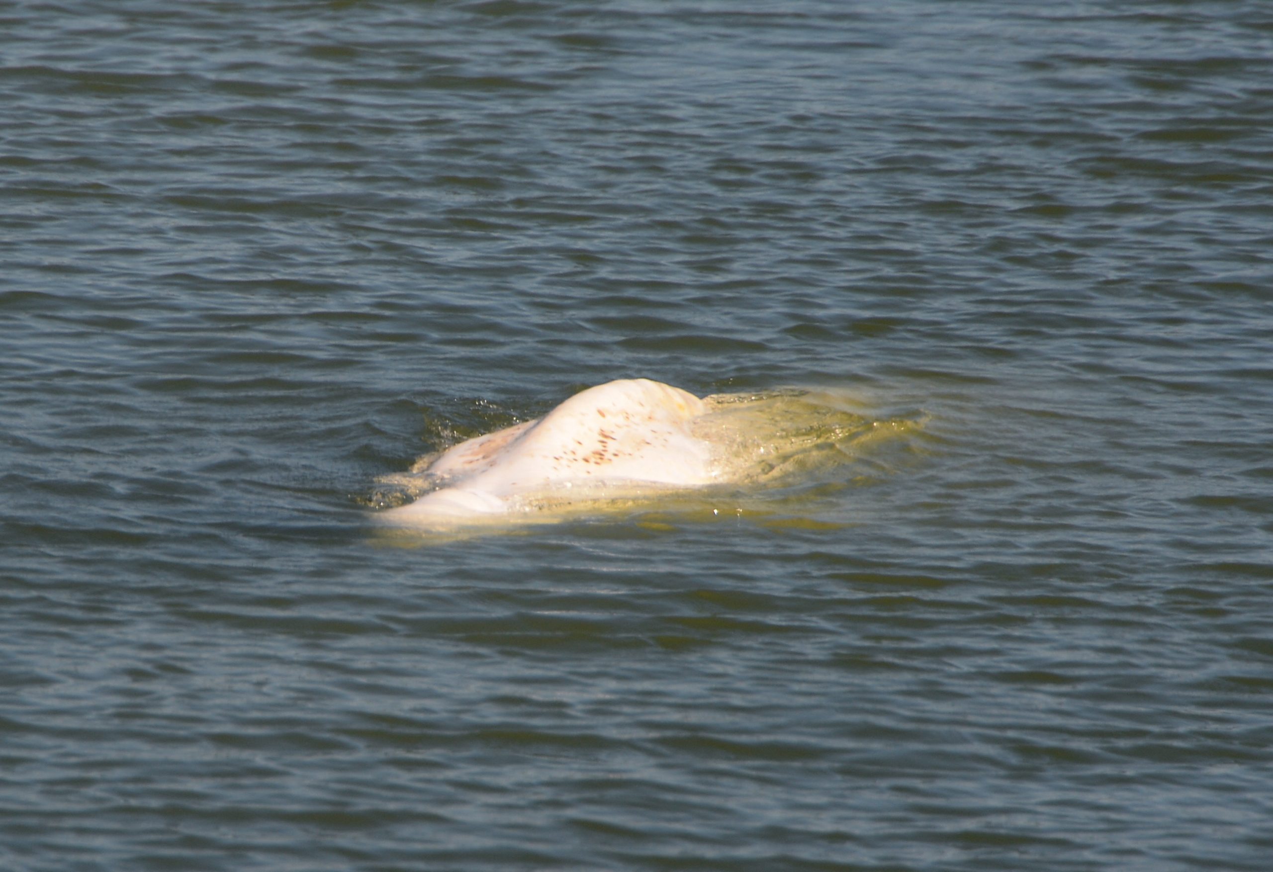 Equipas admitem ter “poucas esperanças” de salvar a beluga encontrada no rio Sena