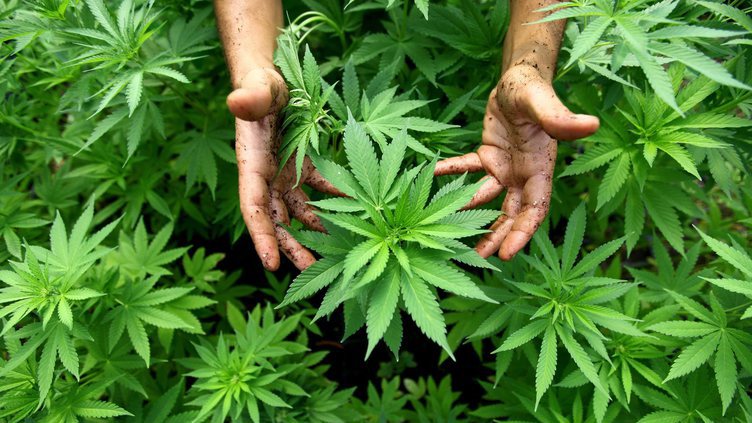 Cannabis Summit