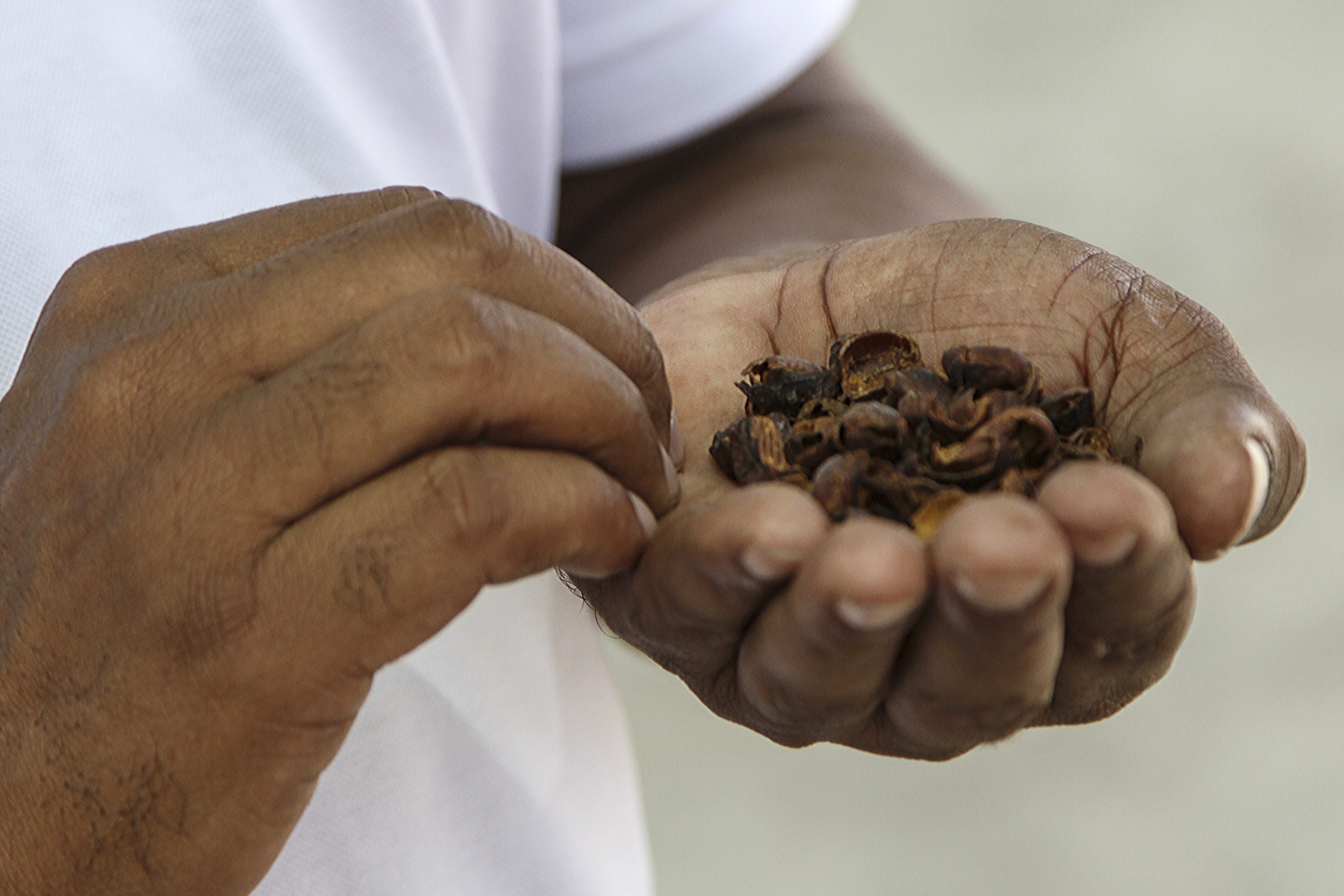 Café do vulcão cabo-verdiano do Fogo chega ao gigante Starbucks