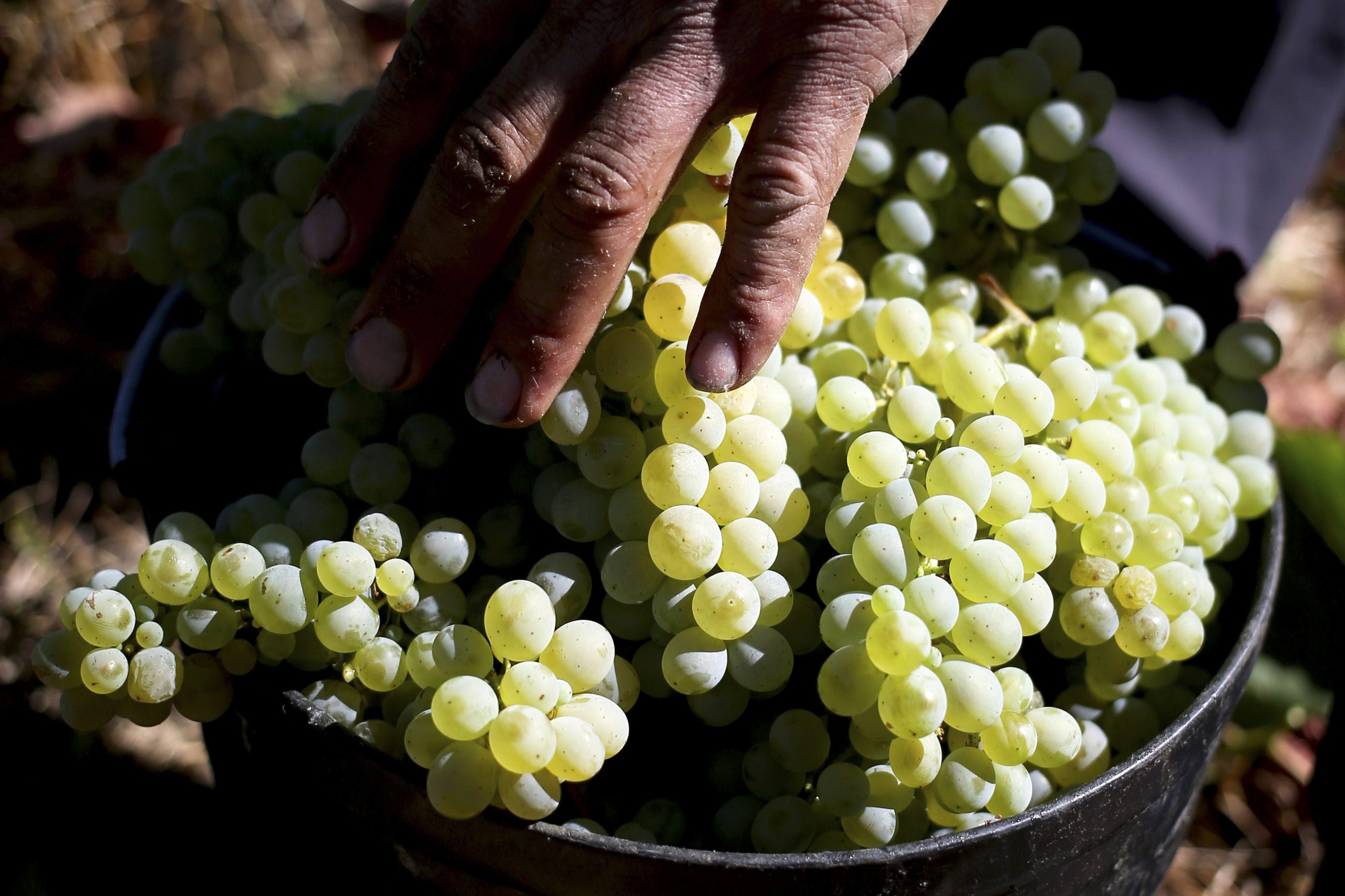 Festa da Vinha e do Vinho reúne produtores do Alentejo em Borba