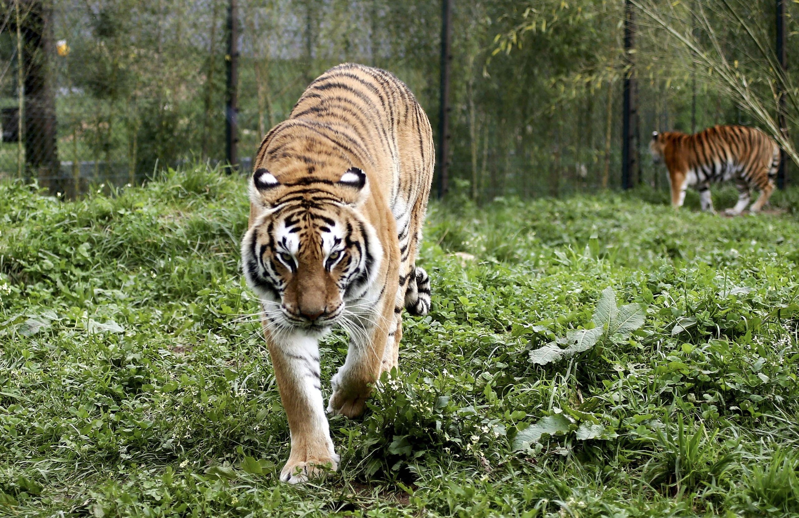 Número de tigres da Indochina cresce na Tailândia, apesar de ameaça de extinção