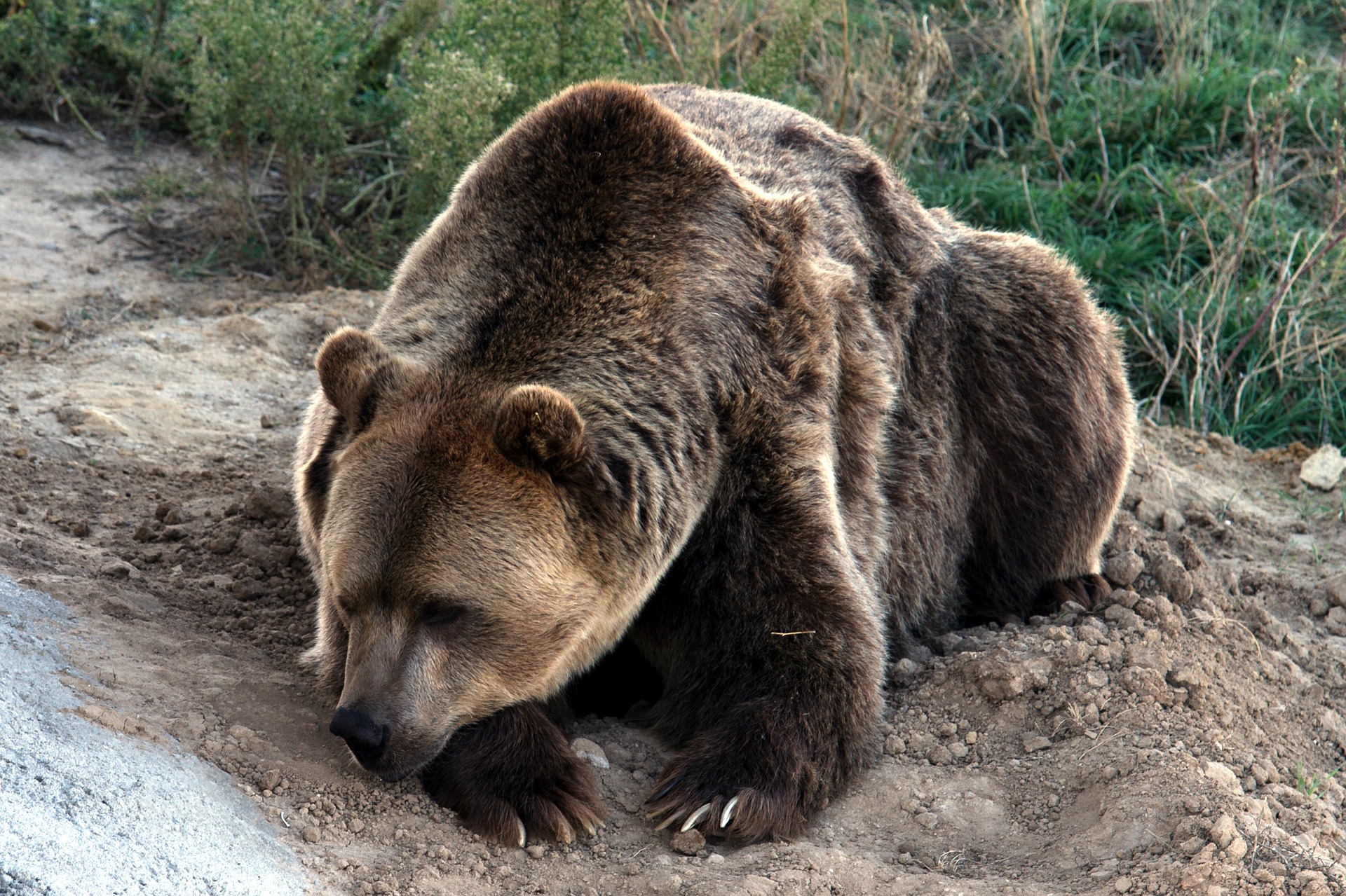 Enquanto despejava o lixo foi surpreendido por um urso que estava no contentor. Agora, quer indemnização de 15.000 dólares