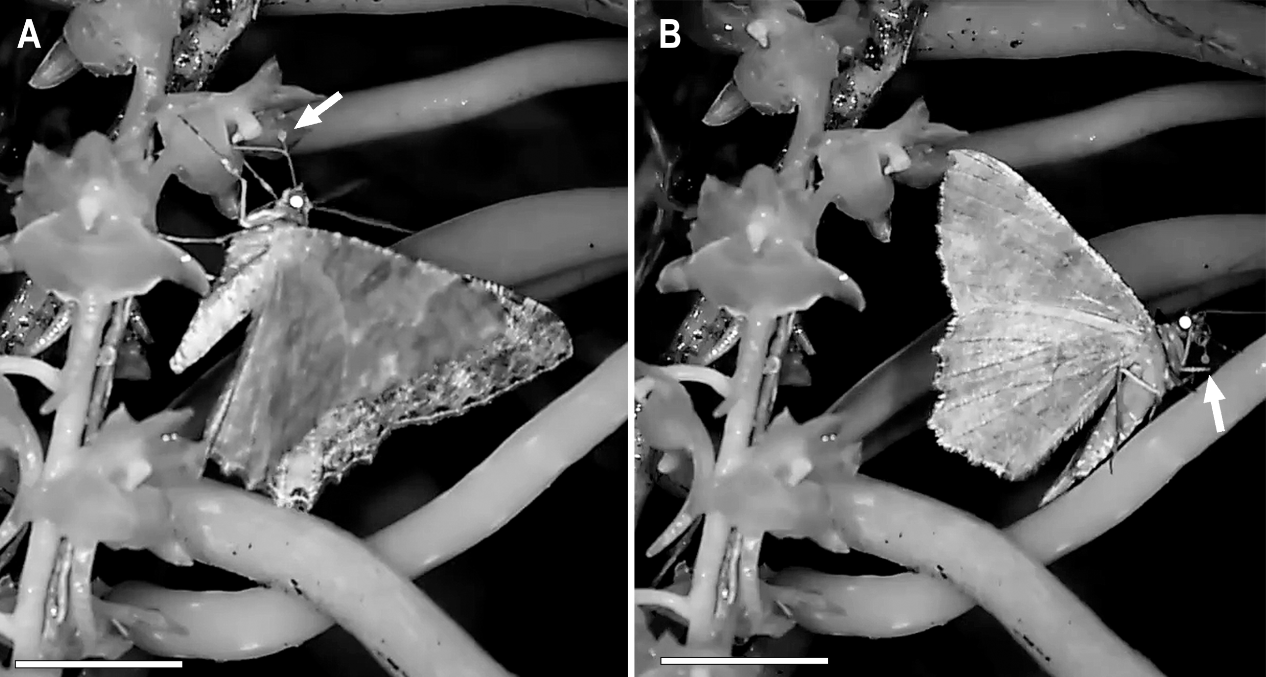 Universidade de Coimbra descobre duas novas espécies de orquídeas ameaçadas na África Central