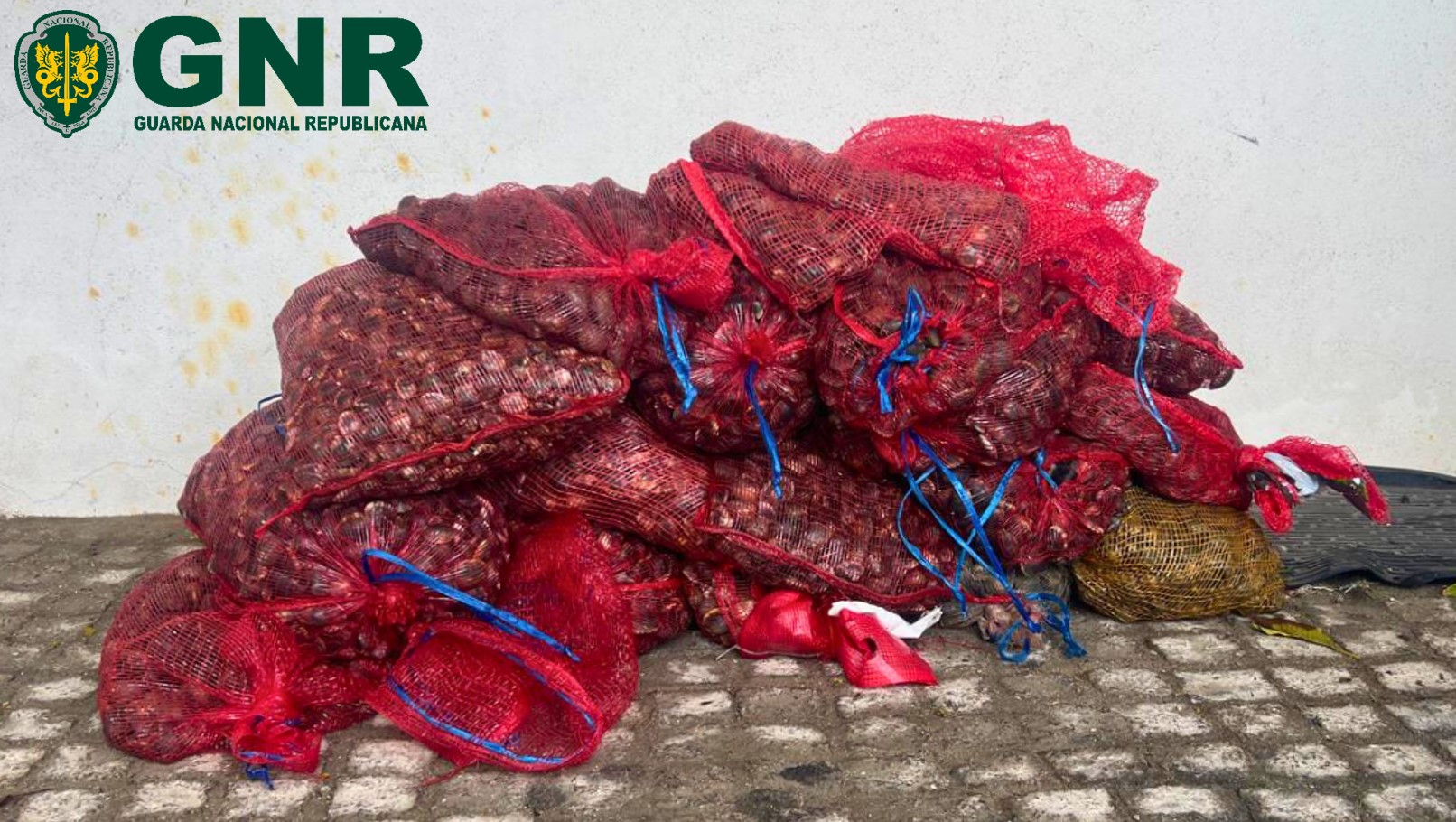 GNR apreende 160 quilos de bivalves e deteta 47 infrações em operação de fiscalização em Alcochete