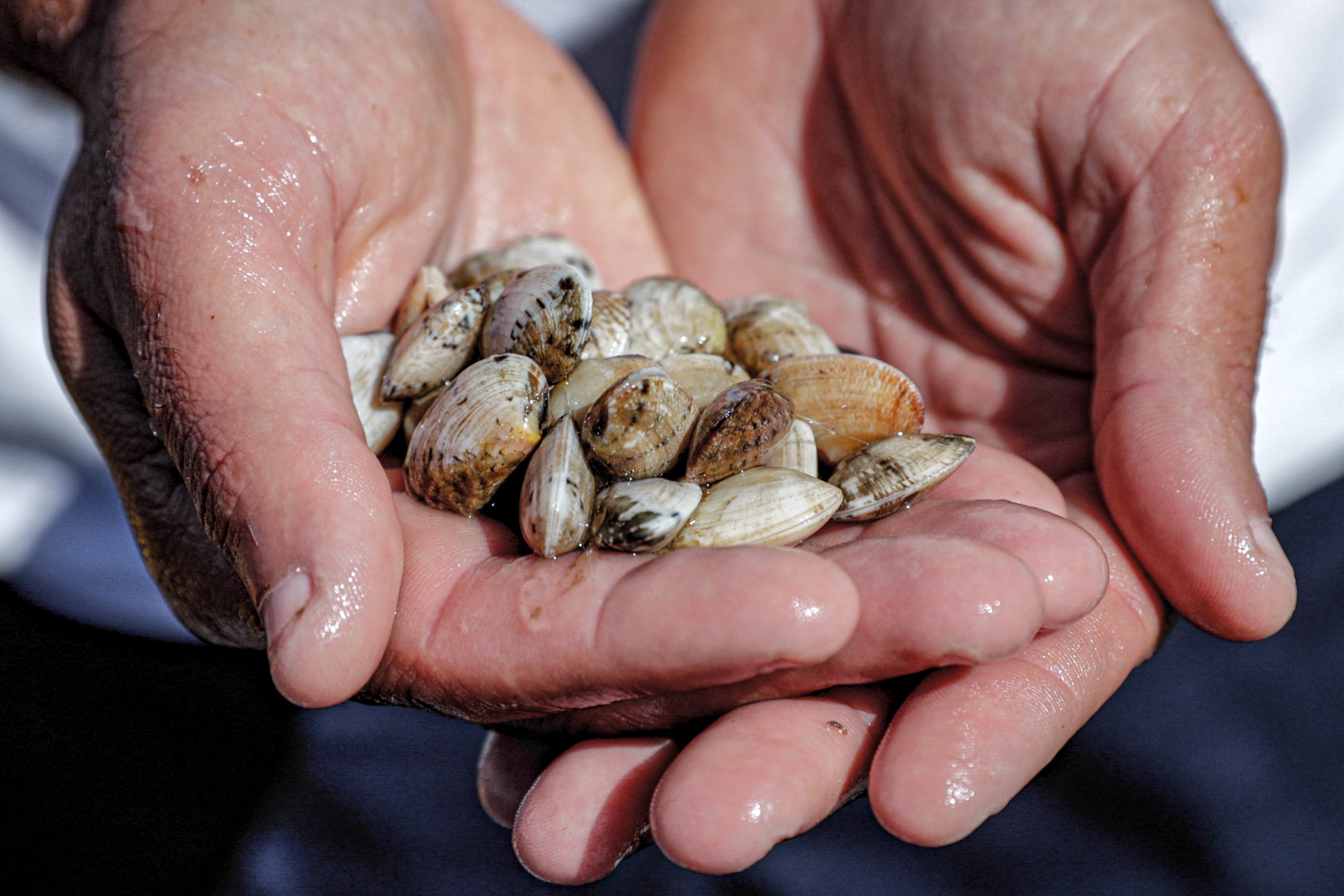 Apreendidas nove toneladas de bivalves no concelho de Olhão