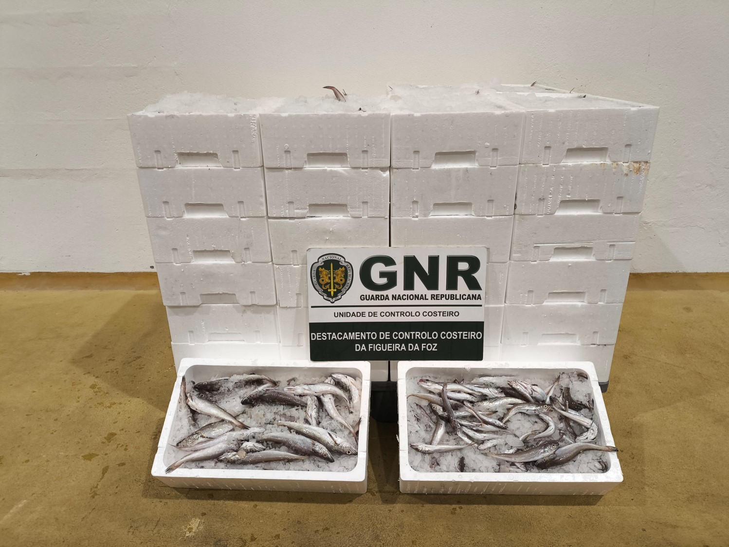 315 quilos de pescada apreendidos na Nazaré