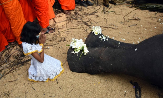 É dia de luto no Sri Lanka pela morte de Raja, o elefante sagrado