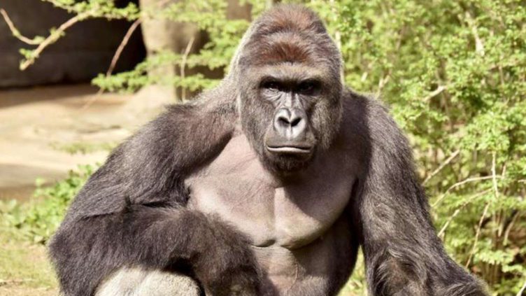 Abate de gorila em jardim zoológico continua a gerar reações