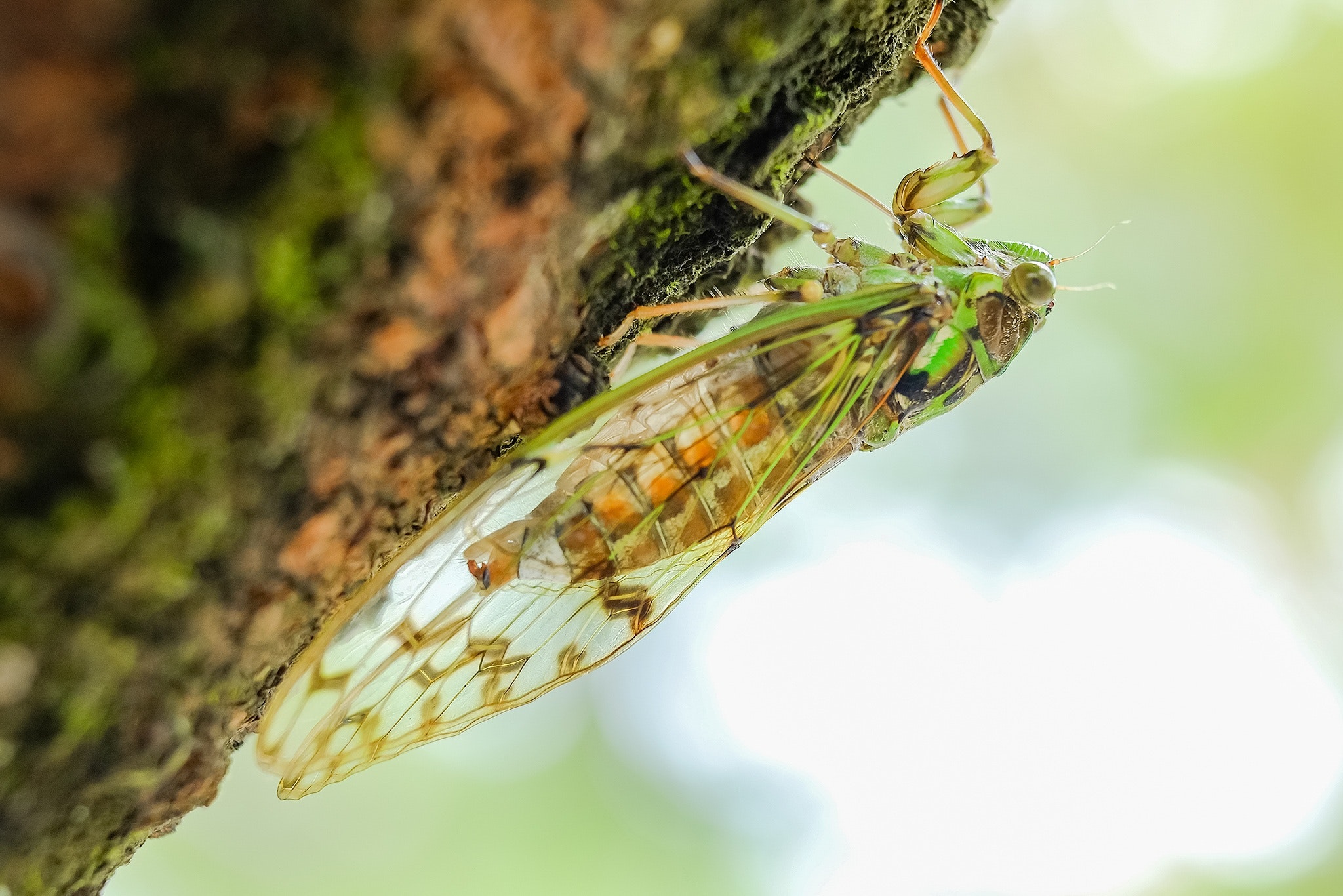 Cigarras de Provença deixaram de cantar devido ao calor
