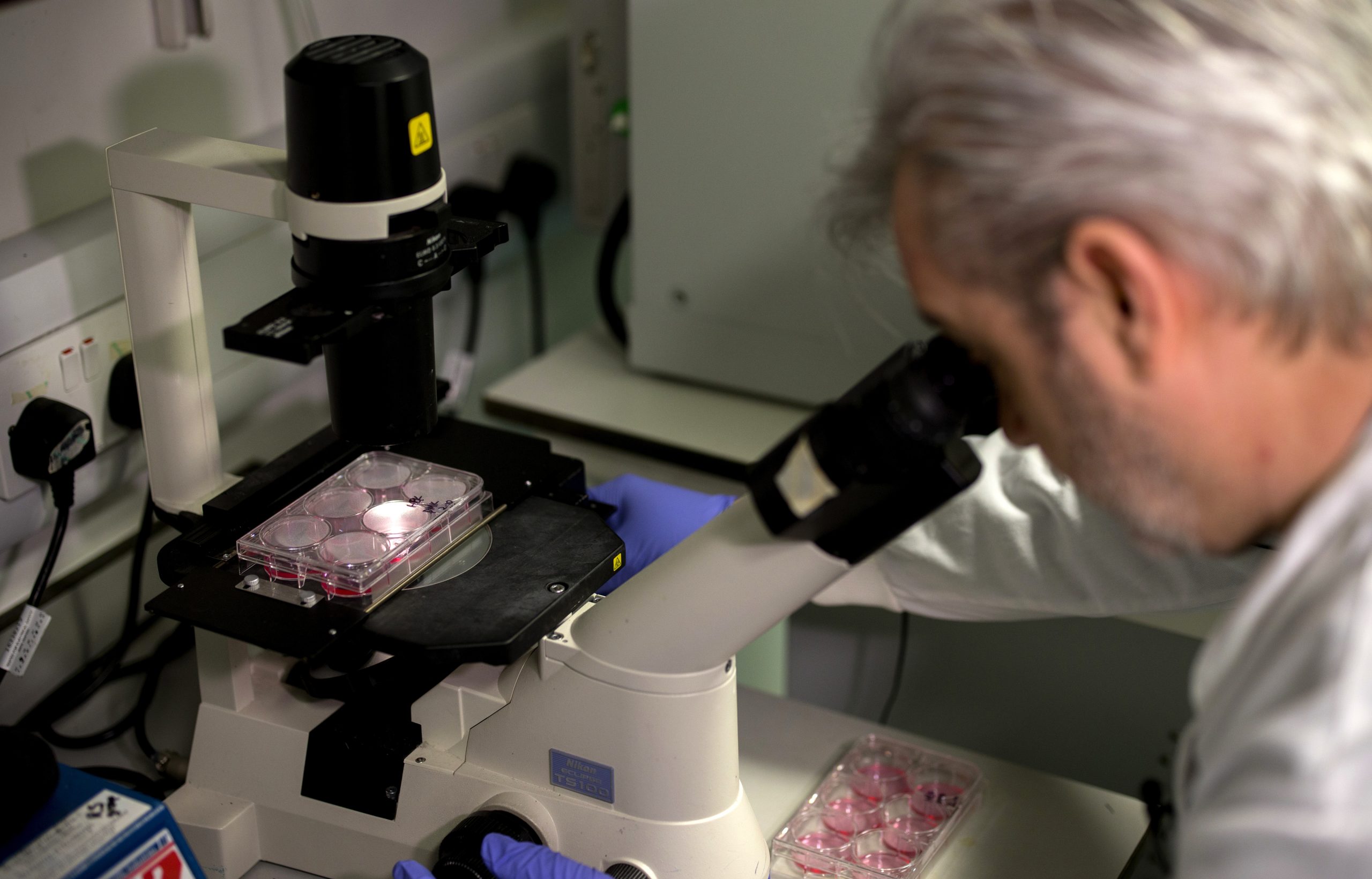 Covid-19: “Como se fosse um iogurte”. Investigadores portugueses estudam potencial vacina oral