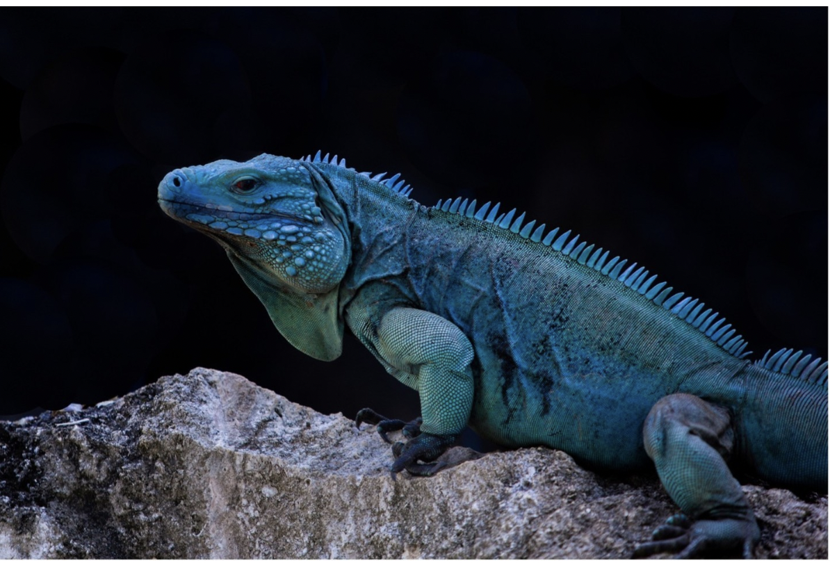 O “dragão azul” foi salvo da extinção