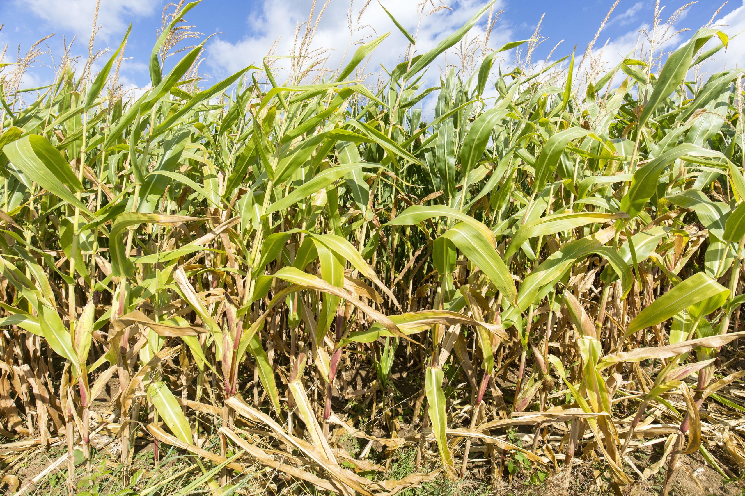 Preço dos alimentos desce em março pelo décimo segundo mês consecutivo