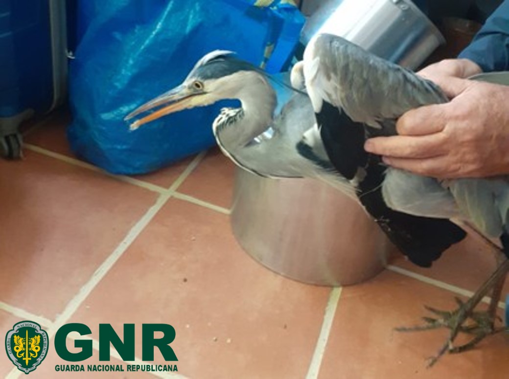 Garça-comum-real debilitada recolhida na Sertã. O que fazer se se cruzar com uma?